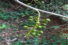 Tinospora sinensis